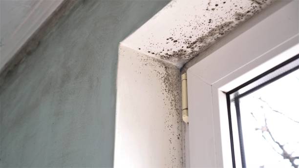 Best Industrial Mold Remediation in Horse Pasture, VA