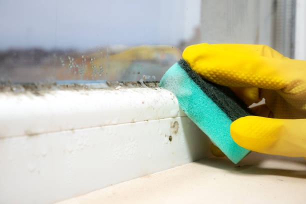 Best Attic Mold Remediation in Horse Pasture, VA