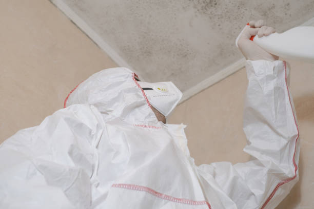 Best Commercial Mold Remediation in Horse Pasture, VA
