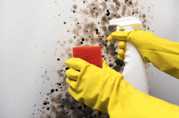 Best Insurance-Related Mold Remediation in Horse Pasture, VA