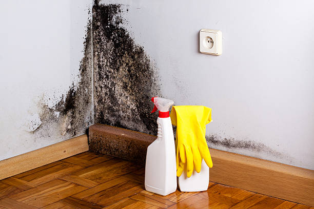 Best Post-Flood Mold Remediation in Horse Pasture, VA