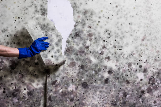 Best Black Mold Remediation in Horse Pasture, VA